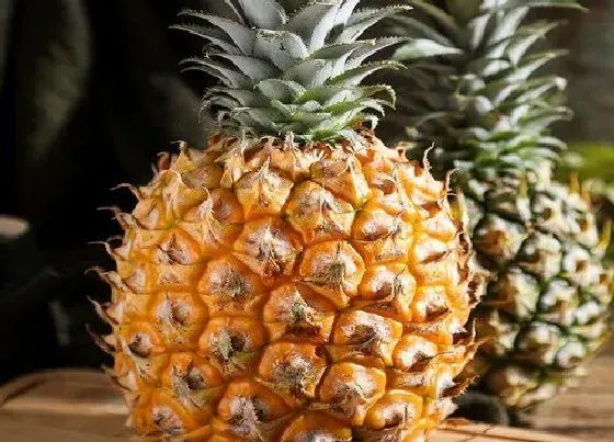 植物常识问题|菠萝品种