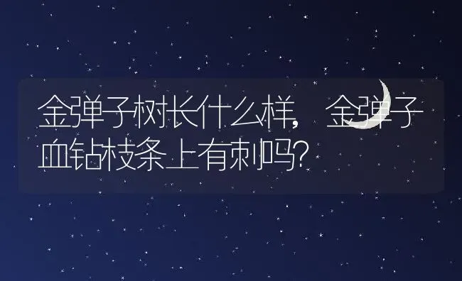 金弹子树长什么样,金弹子血钻枝条上有刺吗？ | 养殖常见问题