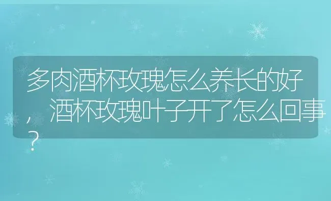 多肉酒杯玫瑰怎么养长的好,酒杯玫瑰叶子开了怎么回事？ | 养殖常见问题