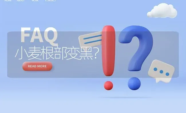 小麦根部变黑? | 养殖问题解答