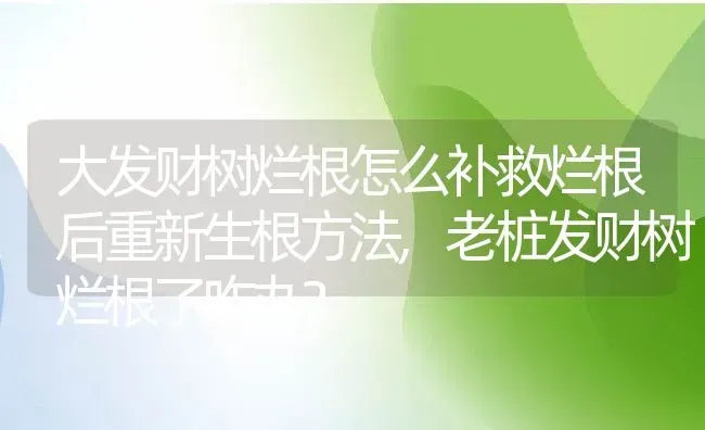 大发财树烂根怎么补救烂根后重新生根方法,老桩发财树烂根了咋办？ | 养殖常见问题