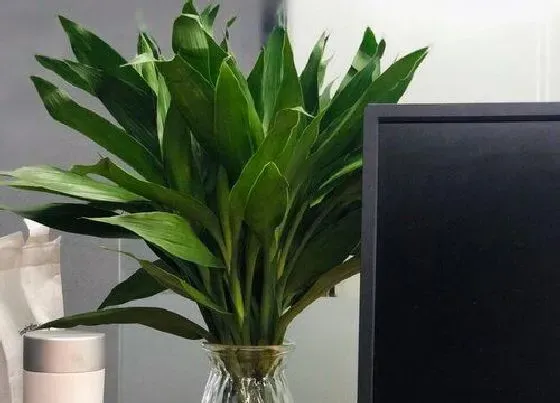 植物常识问题|富贵竹夏季如何施肥长势特别旺！