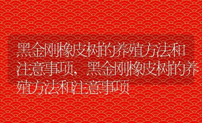 黑金刚橡皮树的养殖方法和注意事项,黑金刚橡皮树的养殖方法和注意事项 | 养殖常见问题