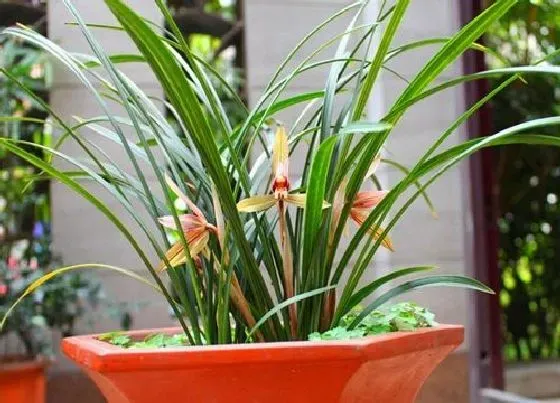 植物常识问题|兰花花苞出土后如何养护