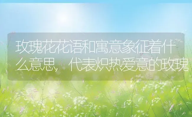 玫瑰花花语和寓意象征着什么意思,代表炽热爱意的玫瑰 | 养殖常见问题