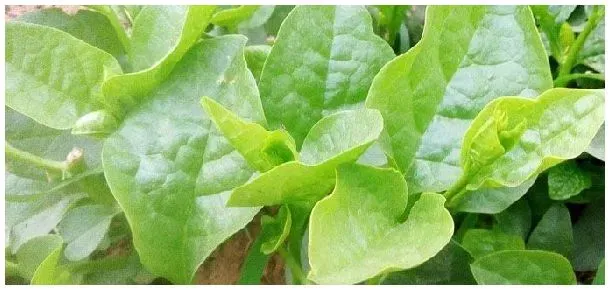 木耳菜草酸含量高吗 | 生活常识