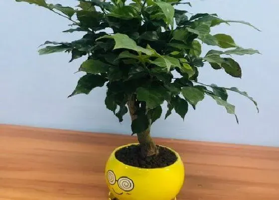 植物常识问题|幸福树浇水有哪些讲究