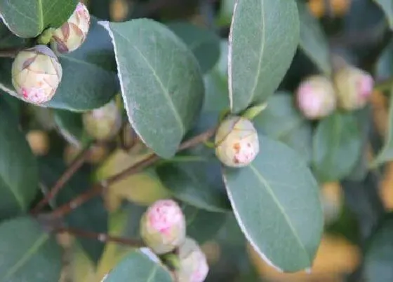 植物常识问题|如何让茶花花苞数量增添几倍