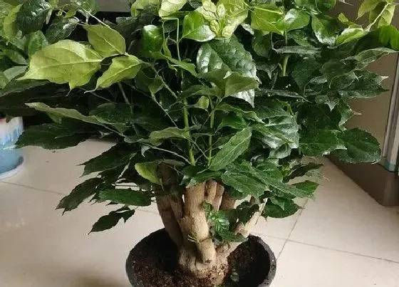 植物常识问题|幸福树浇水有哪些讲究