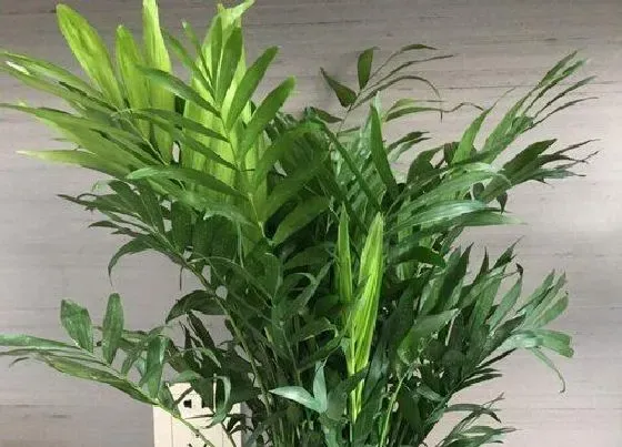 植物常识问题|冬季室内散尾葵如何养新芽不断长出