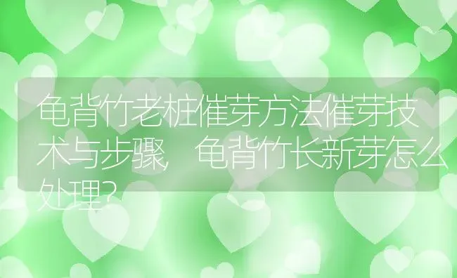 龟背竹老桩催芽方法催芽技术与步骤,龟背竹长新芽怎么处理？ | 养殖常见问题
