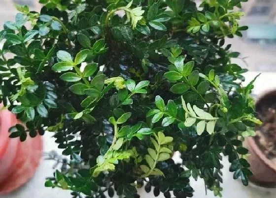 植物常识问题|清香木和胡椒木的区别