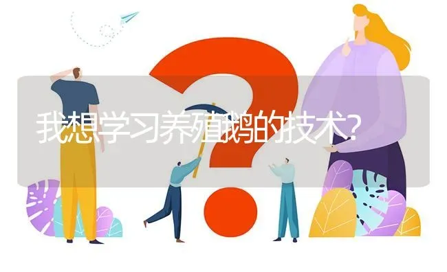 我想学习养殖鹅的技术? | 养殖问题解答