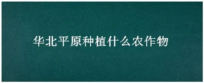 华北平原种植什么农作物 | 三农答疑