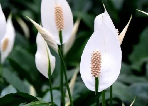 植物常识问题|白掌究竟怎么养开花多