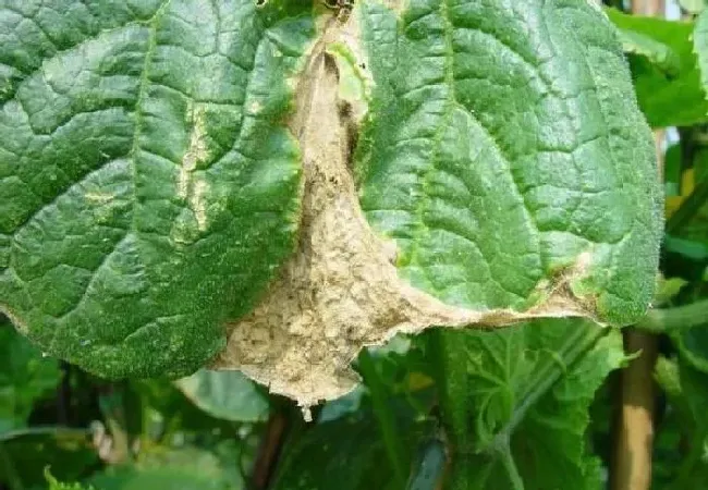 植物常识问题|大棚种植黄瓜肥害怎么防治（黄瓜肥料的施用方法与误区）