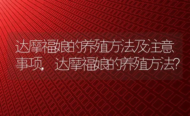 达摩福娘的养殖方法及注意事项,达摩福娘的养殖方法？ | 养殖常见问题