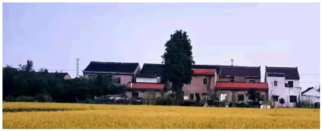水稻矮缩病病如何防治 | 农业常识