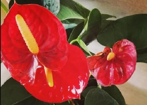 植物常识问题|红掌怎么施肥  有哪些施肥原则