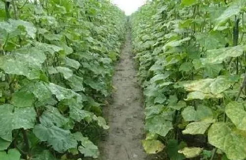 植物常识问题|大棚种植黄瓜肥害怎么防治（黄瓜肥料的施用方法与误区）