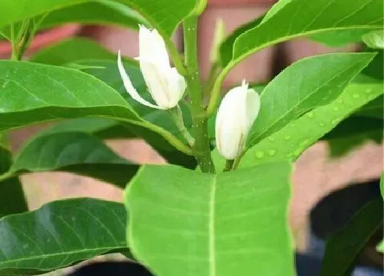 植物常识问题|白兰花的养植方法  养护注意事项