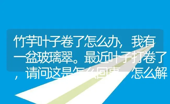 竹芋叶子卷了怎么办,我有一盆玻璃翠。最近叶子打卷了，请问这是怎么回事，怎么解决，谢谢？ | 养殖常见问题