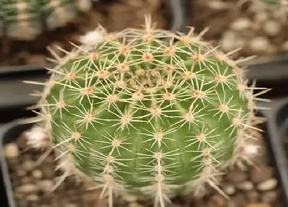 植物常识问题|仙人球品种
