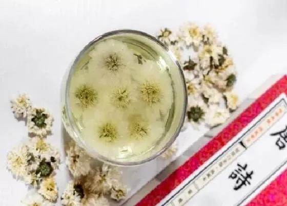 植物常识问题|菊花能吃吗有毒吗 食用新鲜菊花有什么好处