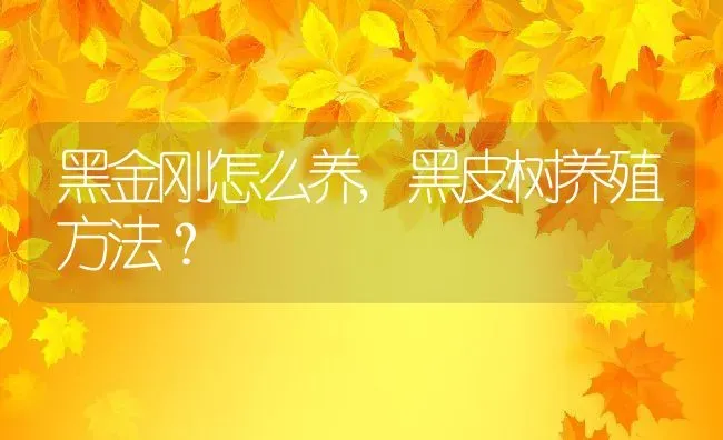 黑金刚怎么养,黑皮树养殖方法？ | 养殖常见问题