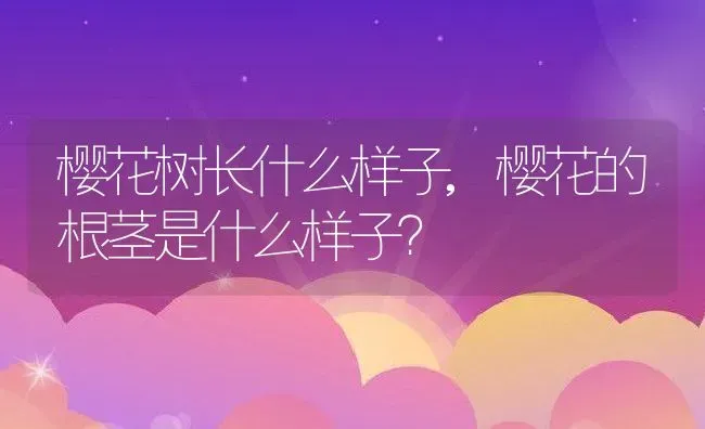 樱花树长什么样子,樱花的根茎是什么样子？ | 养殖常见问题