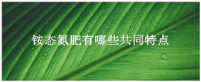 铵态氮肥有哪些共同特点 | 三农问答