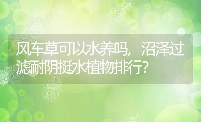 风车草可以水养吗,沼泽过滤耐阴挺水植物排行？ | 养殖常见问题