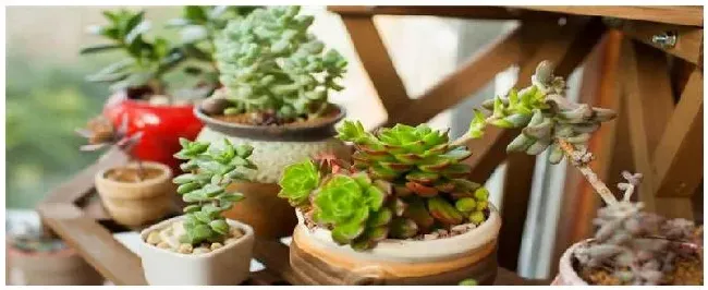 多肉大棚种植注意事项 | 农业常识