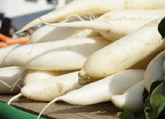 植物常识问题|萝卜怎么种植方法