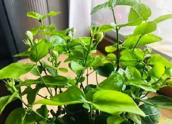 植物常识问题|茉莉花怎么养护长得更旺盛