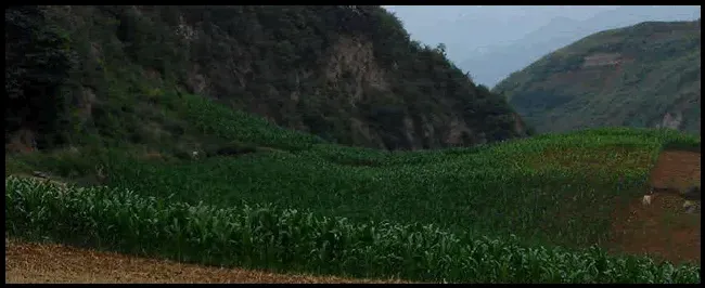 玉米苗期管理六大措施 | 农业常识