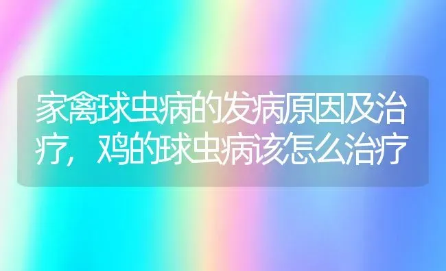 家禽球虫病的发病原因及治疗,鸡的球虫病该怎么治疗 | 养殖常见问题