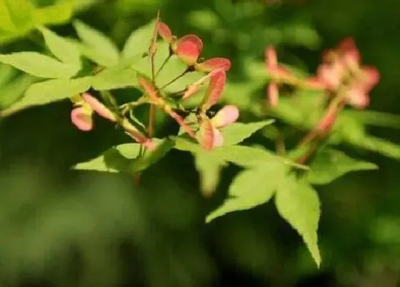 植物常识问题|枫叶的寓意和象征