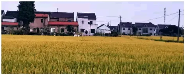水稻矮缩病病如何防治 | 农业常识