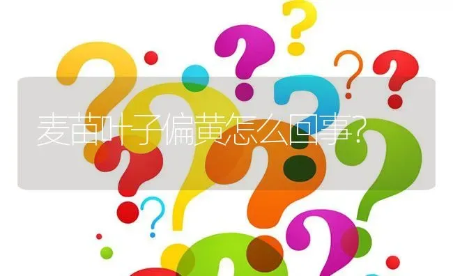 麦苗叶子偏黄怎么回事? | 养殖问题解答