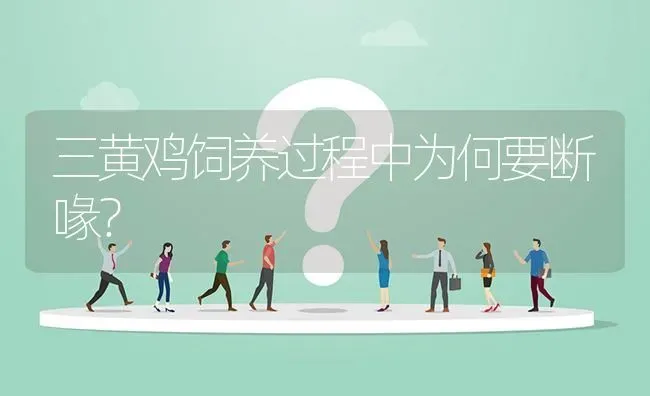 三黄鸡饲养过程中为何要断喙? | 养殖问题解答