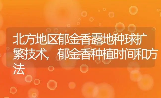 北方地区郁金香露地种球扩繁技术,郁金香种植时间和方法 | 养殖常见问题