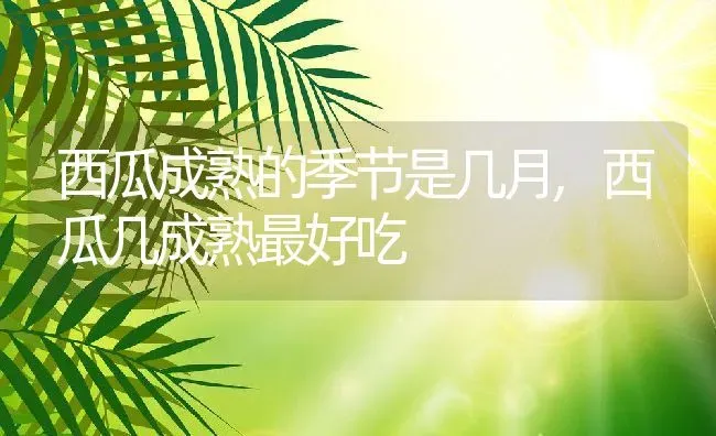 西瓜成熟的季节是几月,西瓜几成熟最好吃 | 养殖常见问题