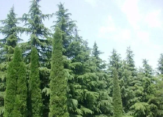 植物常识问题|松柏长什么样子图片 有什么特点