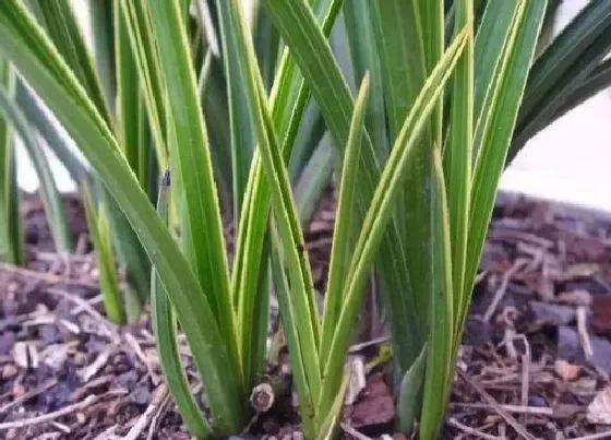 植物常识问题|墨兰有哪些品种