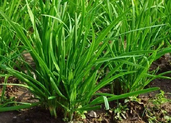 植物常识问题|种韭菜施什么肥长得好（韭菜种植的施底肥与追肥方案）