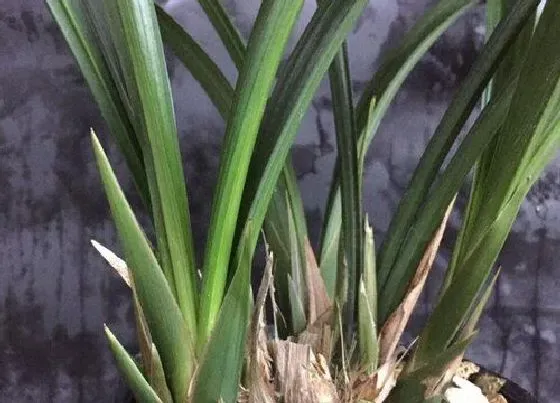 植物常识问题|墨兰有哪些品种