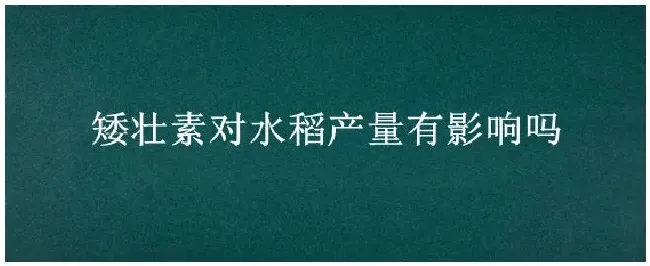 矮壮素对水稻产量有影响吗 | 科普知识