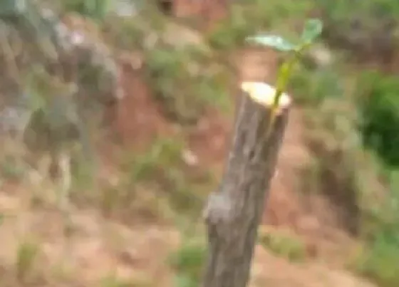 植物常识问题|月季根接和月季嫁接的区别
