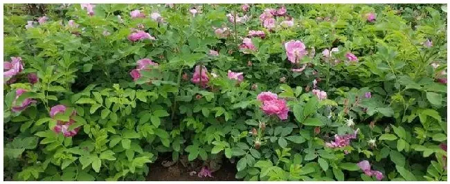 四季玫瑰怎么浇水 | 农业答疑